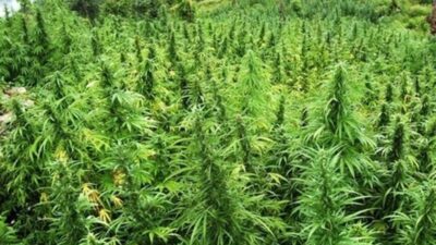 Pengakuan Terdakwa Ladang Ganja di Semeru: Iming-Iming dan Realitas