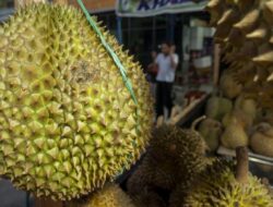 Penyulundupan Durian Ilegal dari Malaysia: Ancaman bagi Ekonomi Petani Indonesia