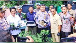 Penemuan Aneh di Jombang: Budidaya Ganja di Balik Pintu Tertutup