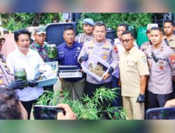 Penemuan Aneh di Jombang: Budidaya Ganja di Balik Pintu Tertutup
