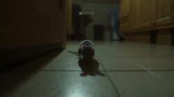 Ancaman Tikus di Rumah Tak Bisa Dianggap Remeh, Ini Strategi Tuntas dari Cara Klasik hingga Teknologi Paling Efektif