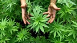 Sunyi Tapi Mencurigakan, Rumah Pemuda di Solo Ternyata Jadi Lokasi Penanaman Ganja