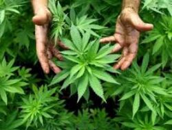 Sunyi Tapi Mencurigakan, Rumah Pemuda di Solo Ternyata Jadi Lokasi Penanaman Ganja